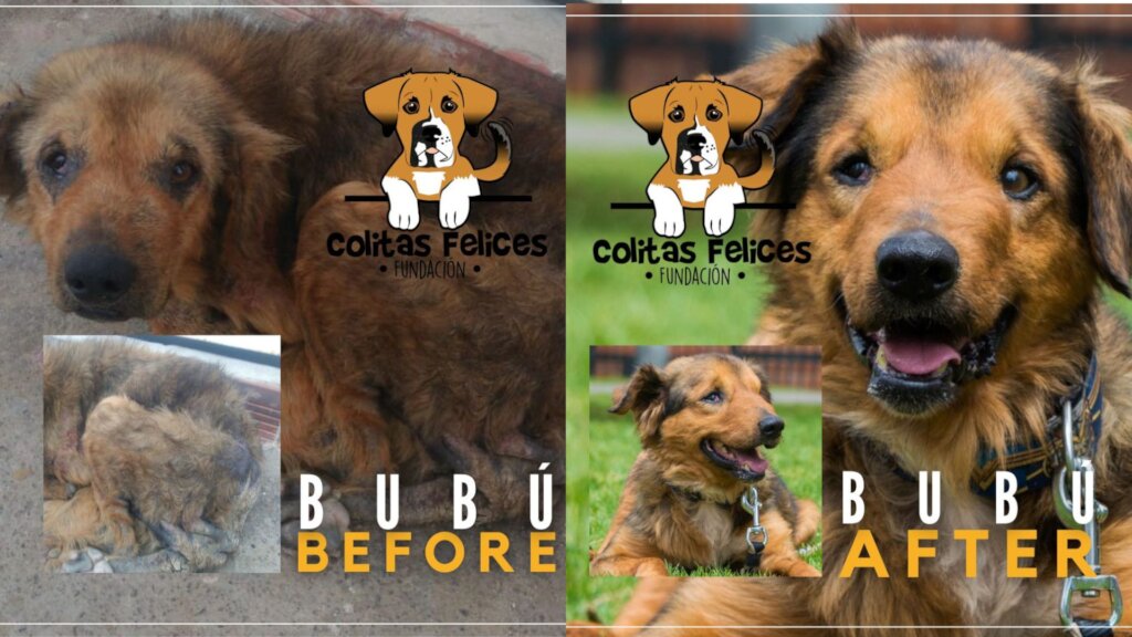 BUILD HOPE: A HAVEN FOR RESCUED DOGS IN COLOMBIA