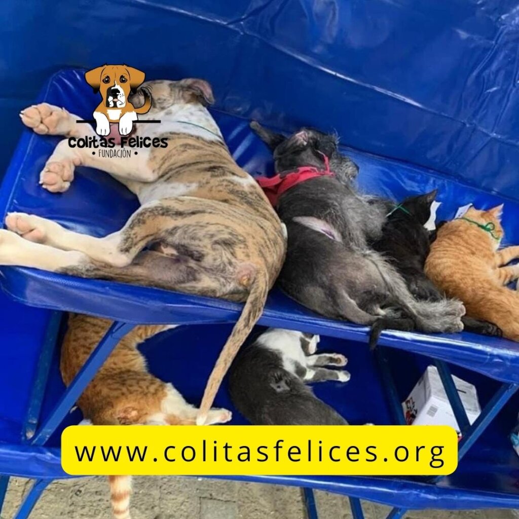 BUILD HOPE: A HAVEN FOR RESCUED DOGS IN COLOMBIA