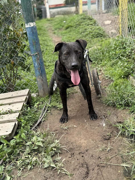 BUILD HOPE: A HAVEN FOR RESCUED DOGS IN COLOMBIA
