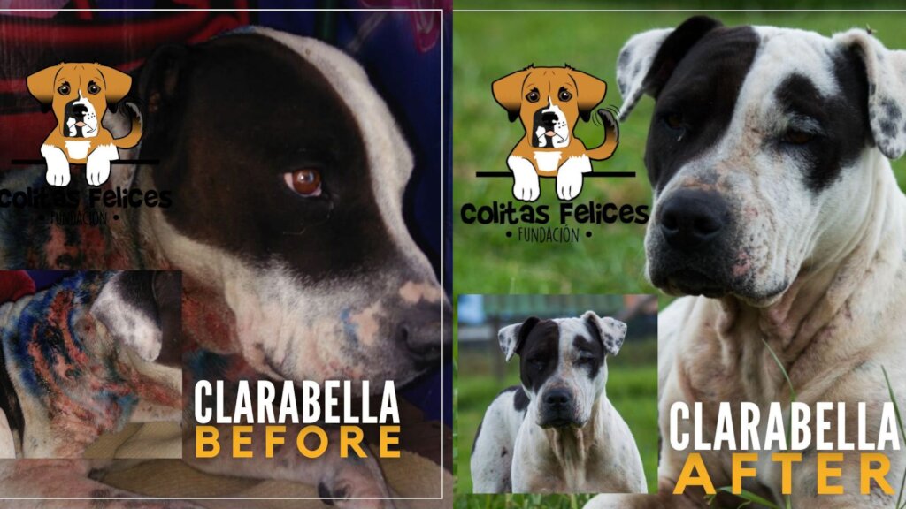 BUILD HOPE: A HAVEN FOR RESCUED DOGS IN COLOMBIA
