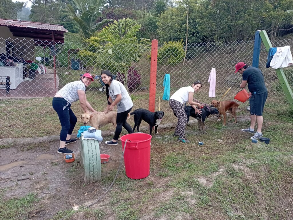 BUILD HOPE: A HAVEN FOR RESCUED DOGS IN COLOMBIA