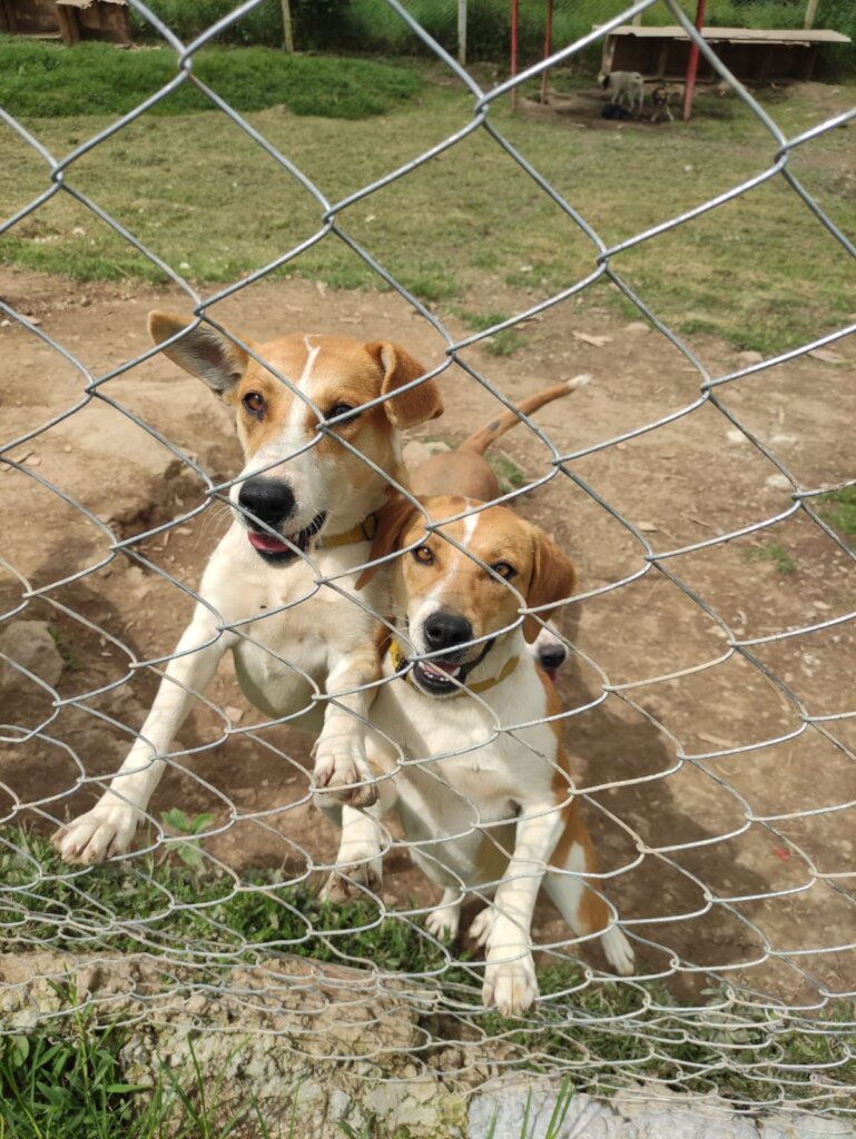 BUILD HOPE: A HAVEN FOR RESCUED DOGS IN COLOMBIA
