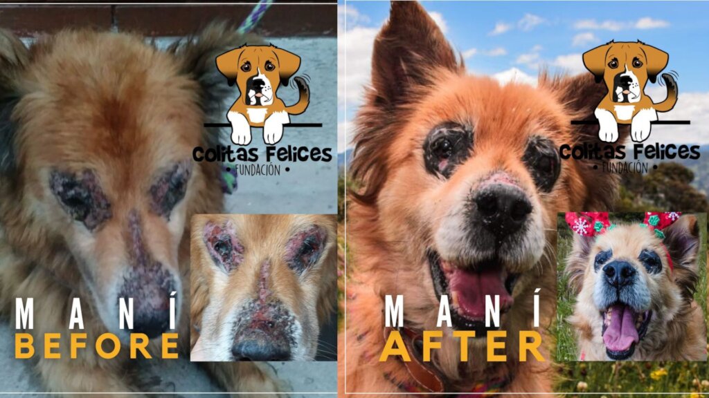 BUILD HOPE: A HAVEN FOR RESCUED DOGS IN COLOMBIA