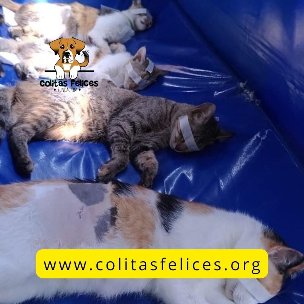 BUILD HOPE: A HAVEN FOR RESCUED DOGS IN COLOMBIA