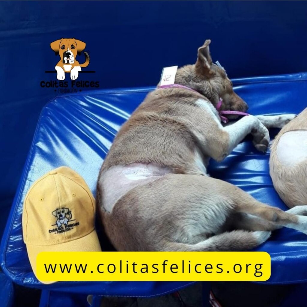 BUILD HOPE: A HAVEN FOR RESCUED DOGS IN COLOMBIA
