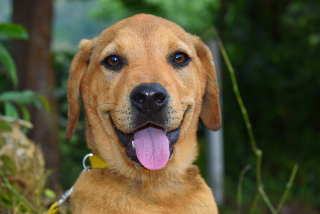 BUILD HOPE: A HAVEN FOR RESCUED DOGS IN COLOMBIA