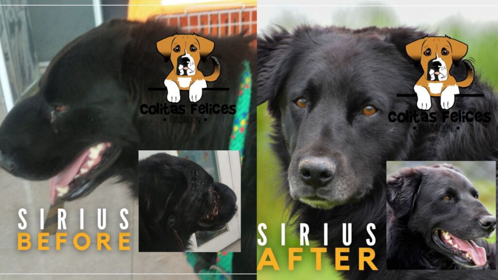 BUILD HOPE: A HAVEN FOR RESCUED DOGS IN COLOMBIA