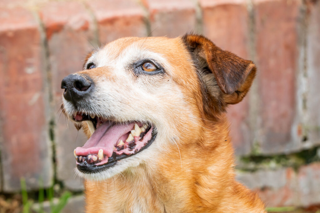 Global Dog Sponsorship Program