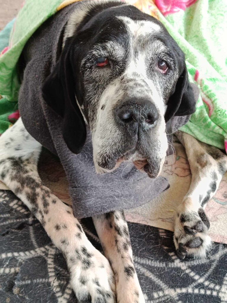 Global Dog Sponsorship Program