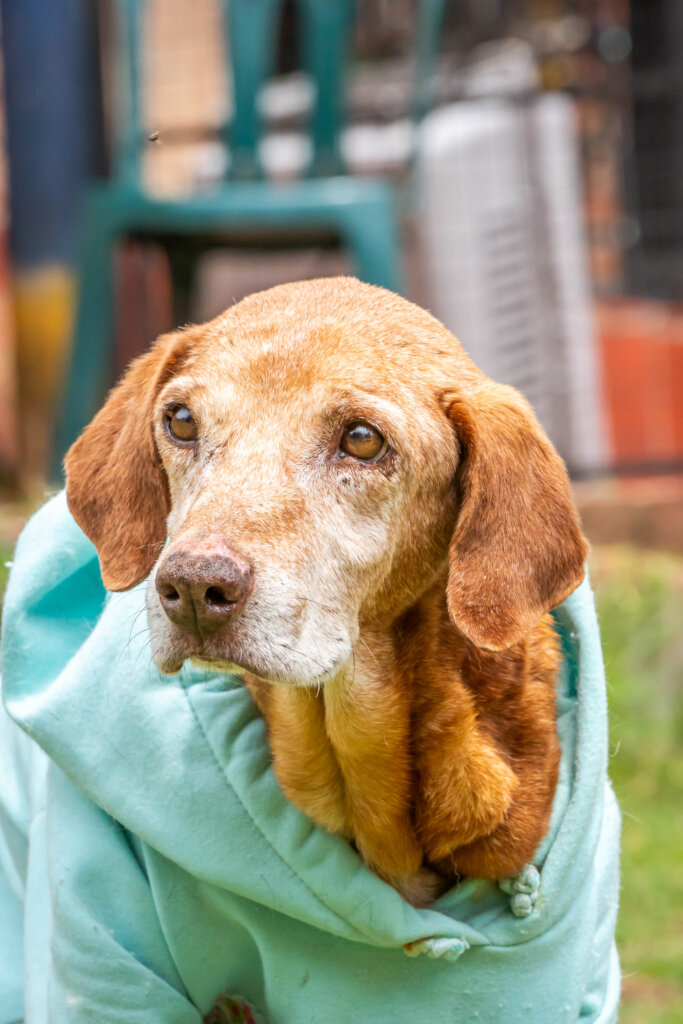 Global Dog Sponsorship Program