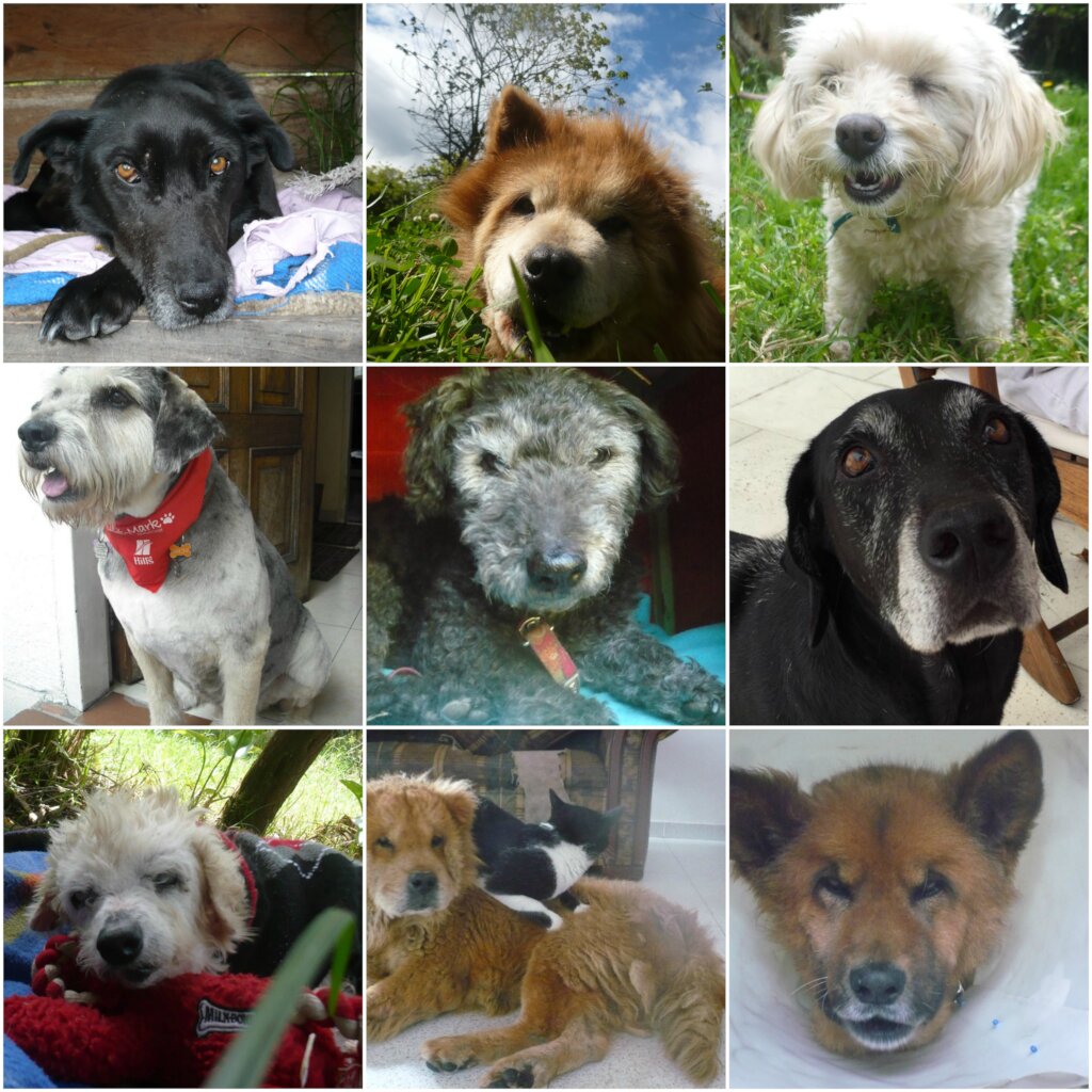 Global Dog Sponsorship Program