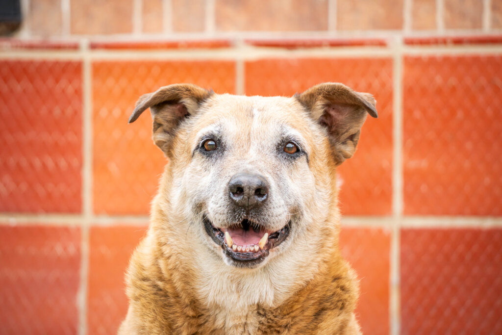 Global Dog Sponsorship Program