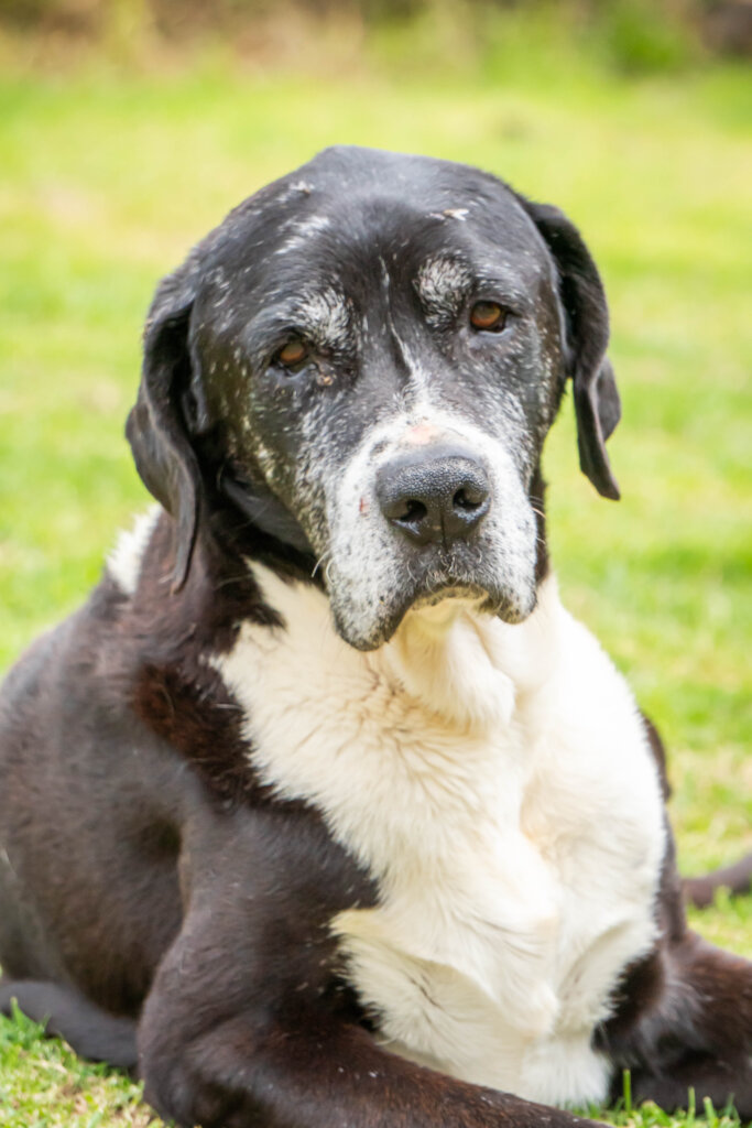 Global Dog Sponsorship Program