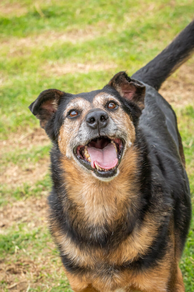 Global Dog Sponsorship Program