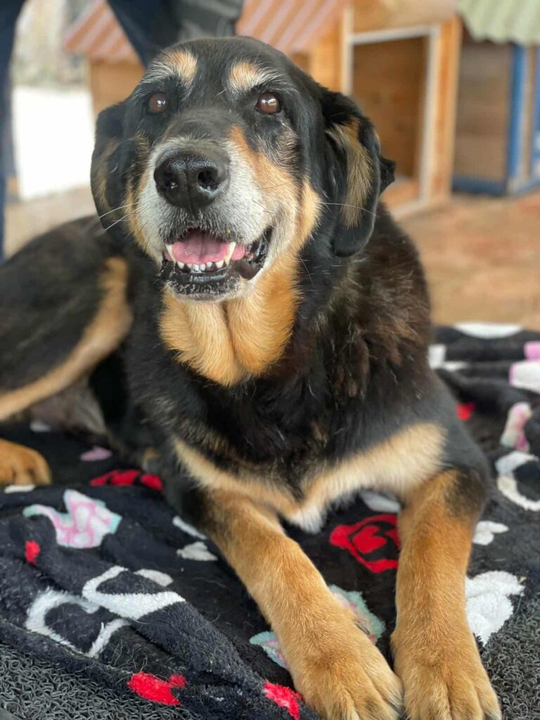 Global Dog Sponsorship Program