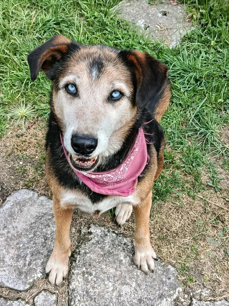 Global Dog Sponsorship Program