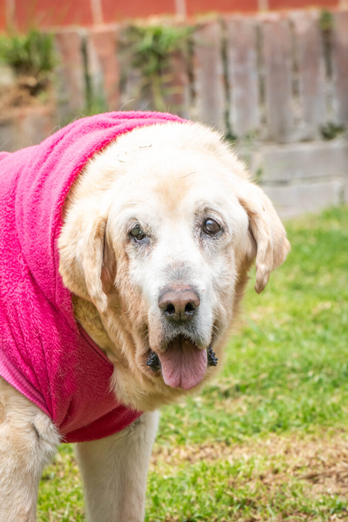 Global Dog Sponsorship Program