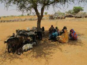 Shade from trees transforms everyday life