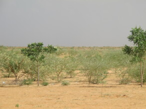 Community Forests transform the desert landscape