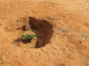 Planting a seedling plants hope
