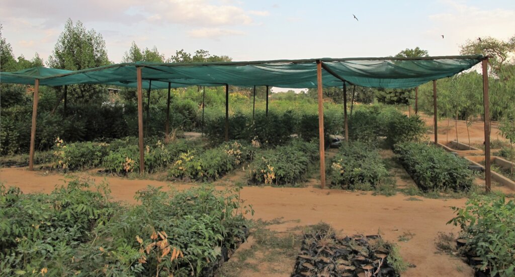 Community Tree Nursery for Darfur Village