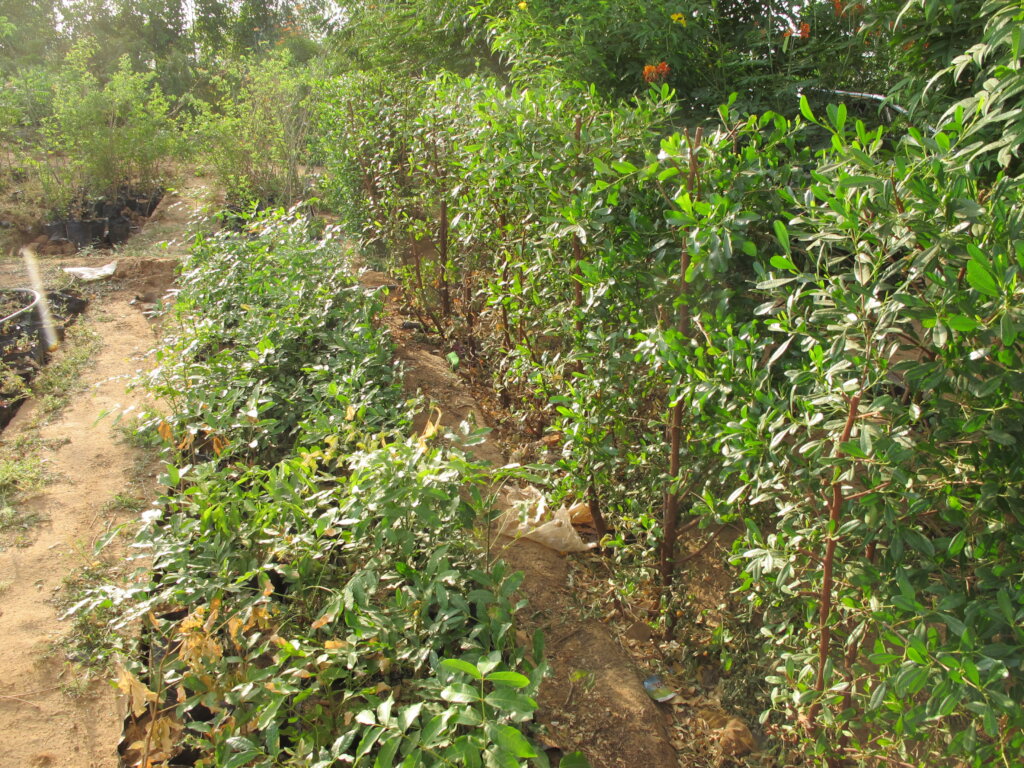Community Tree Nursery for Darfur Village