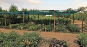 A Community Tree Nursery!