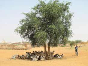 Trees provide shade for animals too!