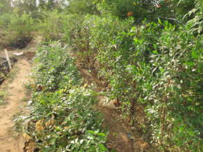 Help us Plant a Community Tree Nursery!