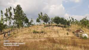 Walking to the forest