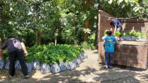 Seedling Distribution