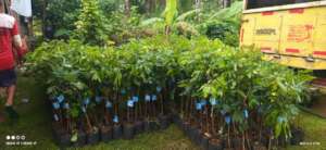 Persiapan Bibit Tanaman