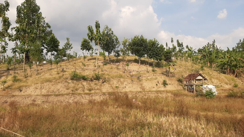 Plant 100.000 Trees in Indonesia Damaged Forest