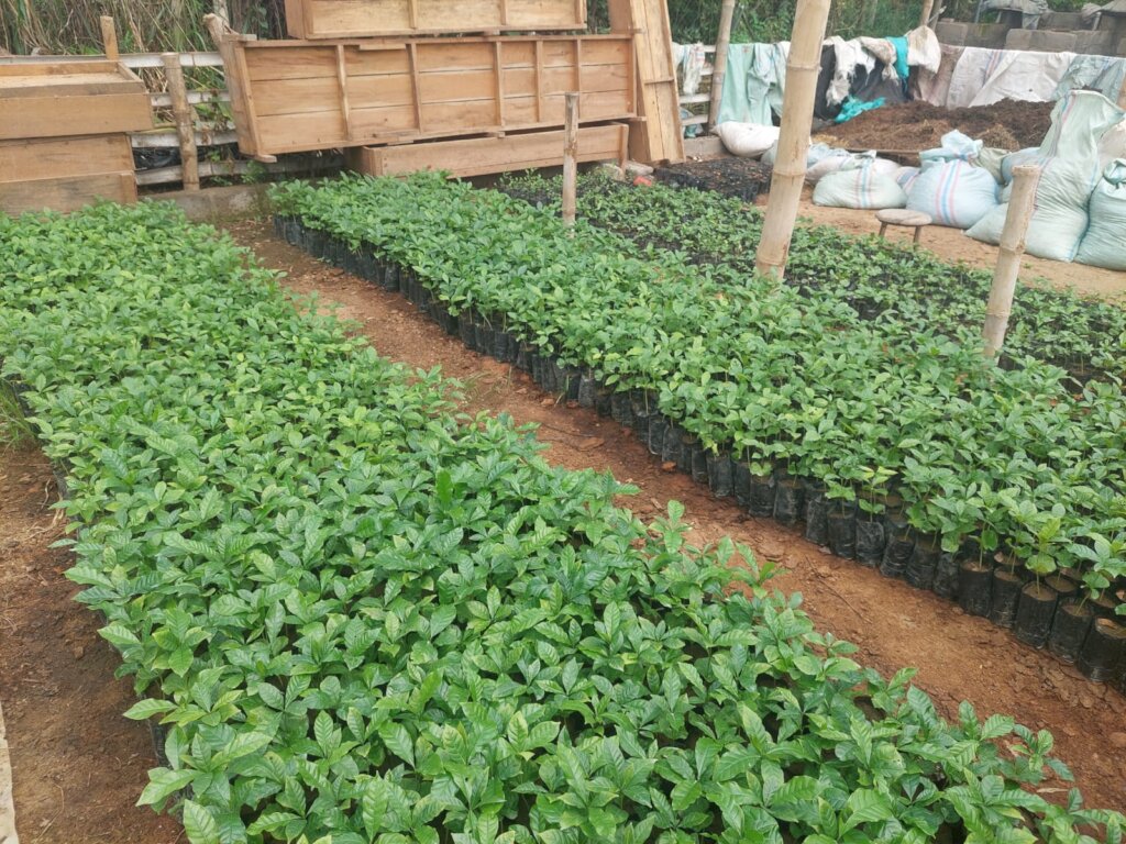 Plant 1.000.000 Trees in Indonesia Damaged Forest