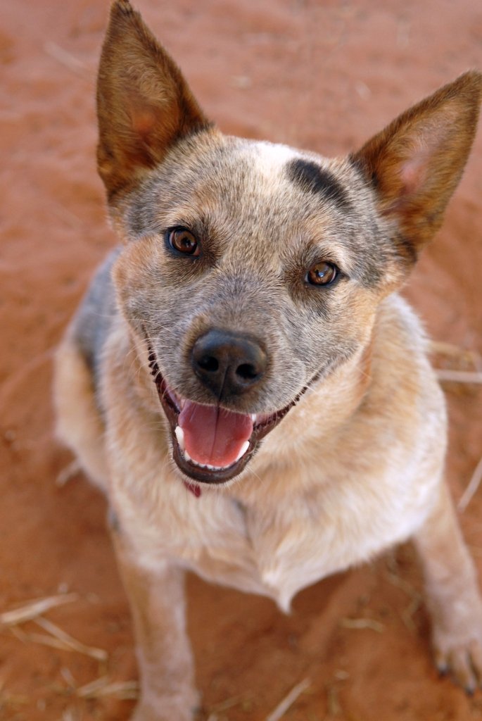 Support Best Friends Animal Society