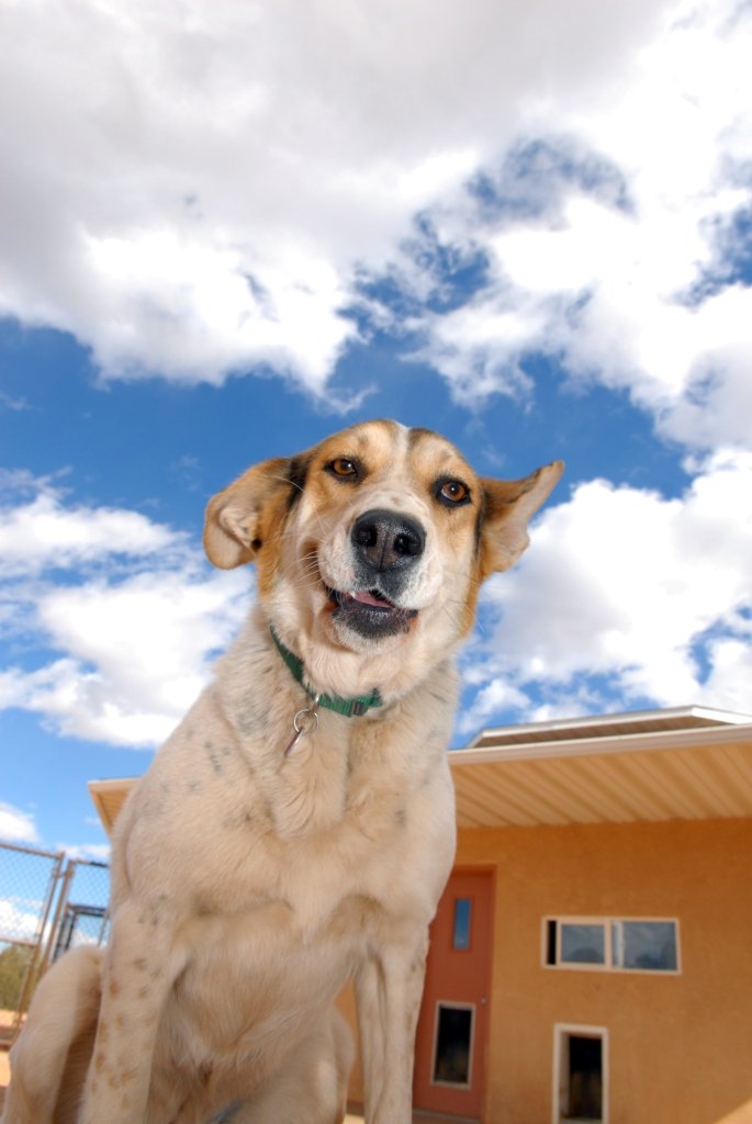 Support Best Friends Animal Society