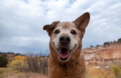 Support Best Friends Animal Society