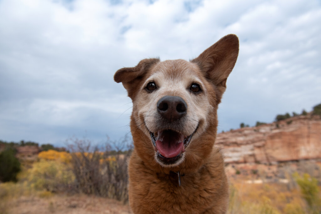 Support Best Friends Animal Society