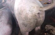 Set up a Community Piggery Farm for 100 in Uganda