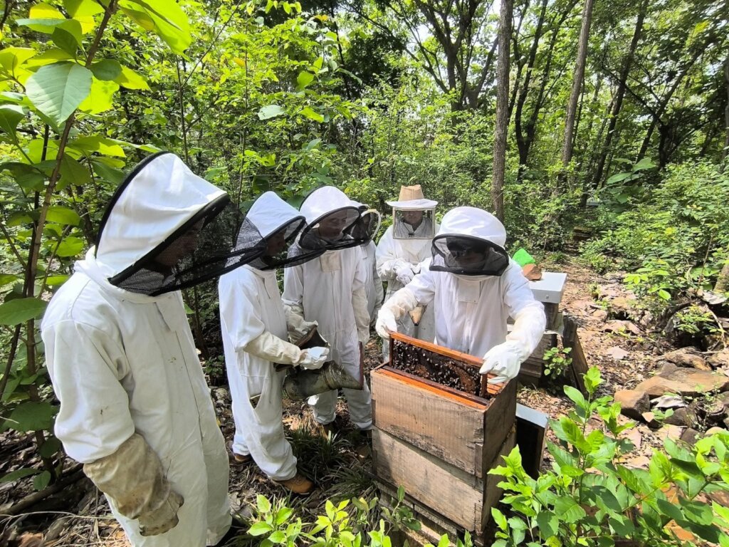 Queen Bee DNA: Apicultural Genetic Improvement
