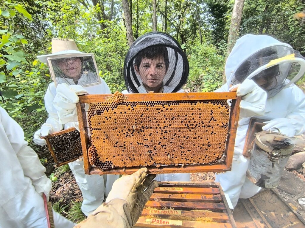 Queen Bee DNA: Apicultural Genetic Improvement