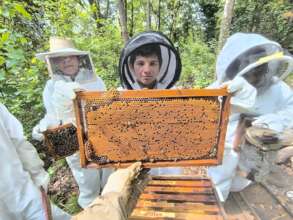 Queen Bee DNA: Apicultural Genetic Improvement