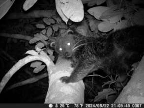 Photography of a binturong taken with camera traps