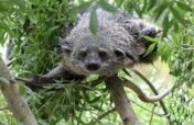 Protect the binturong with the local communities