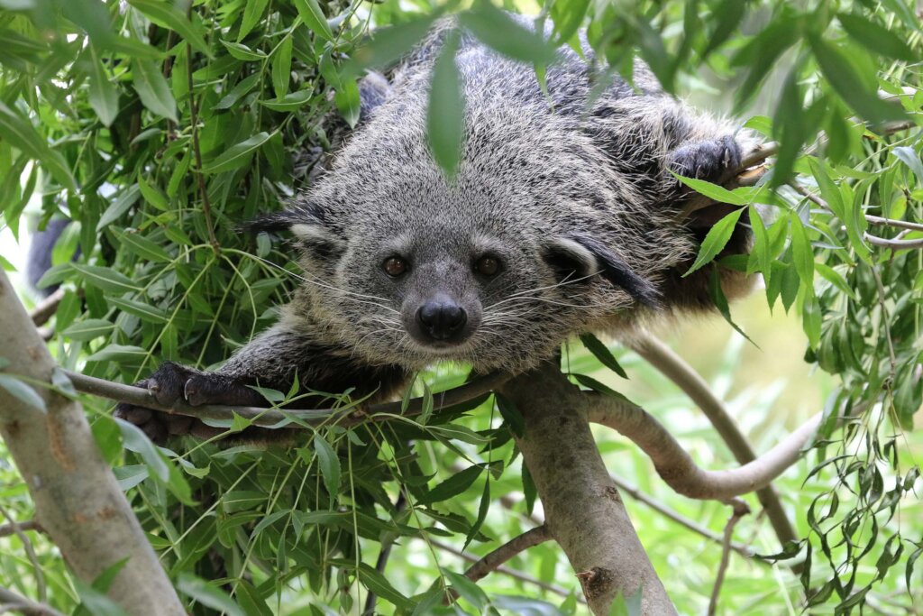 Protect the binturong with the local communities