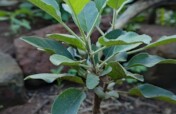 Plant 1000 Fruit Trees in 20 Rural Ugandan Schools