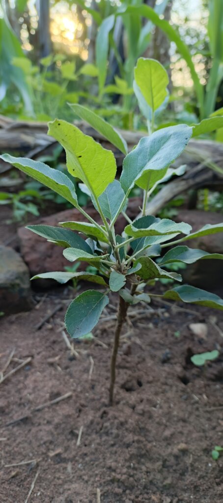 Plant 1000 Fruit Trees in 20 Rural Ugandan Schools