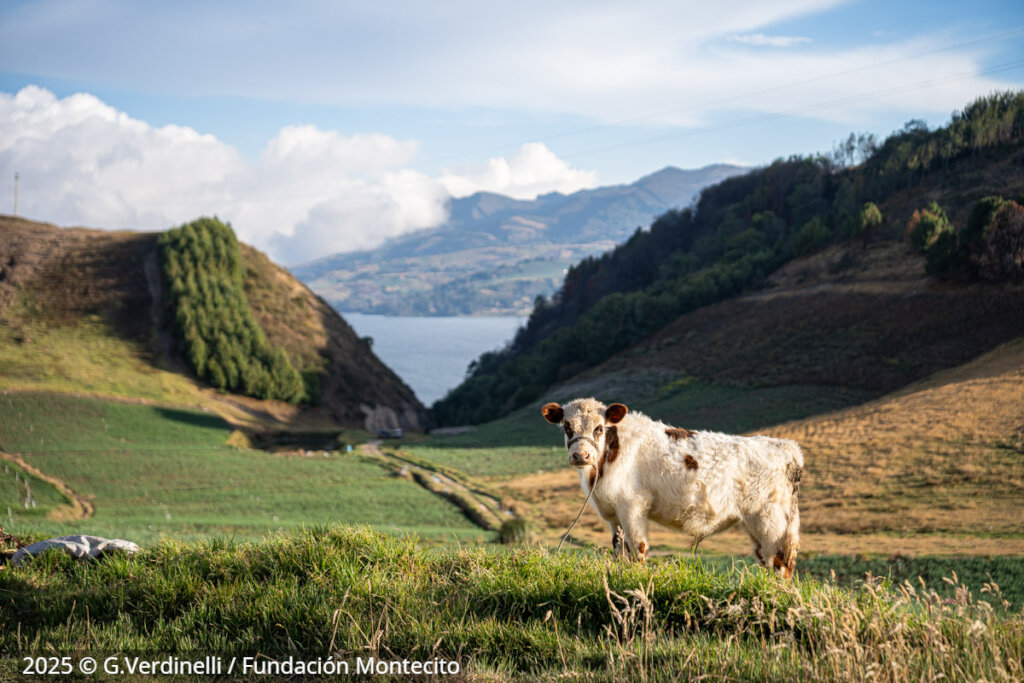 The Book of Lake Tota