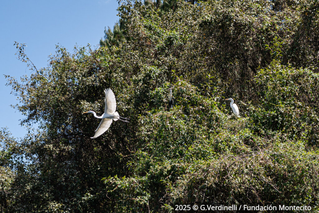 The Book of Lake Tota