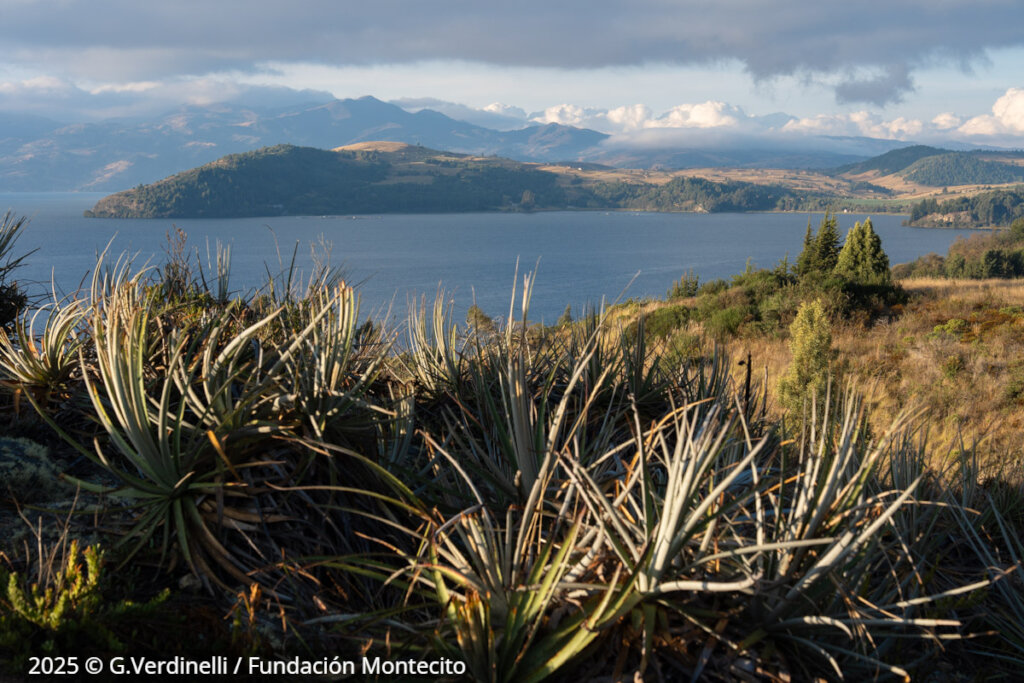 The Book of Lake Tota